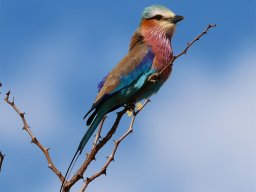 Lilac-breasted Roller - Gabelracke