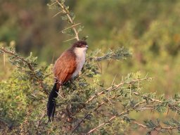 Burchell's Coucal - Burchell Kukuck