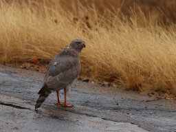 Goshawk - Habicht