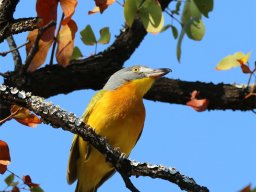 Grey-headed Bushshrike - Graukopfwürger
