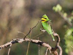 Little Bee-eater - Zwergspint