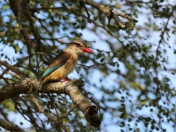 Brown Hooded Kingfisher - Braunkopfliest