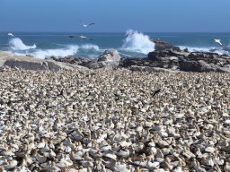 Cape Gannet - Kaptölpel Kolonie in Lamberts Bay