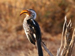 Southern Yellow-billed Hornbill - Gelbschnabeltoko