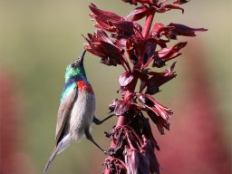 Southern Double-Collared Sunbird - Kapnektarvogel