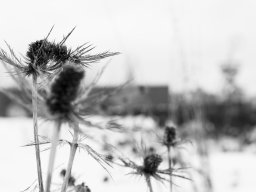 photoallschwil_joetheiler_10