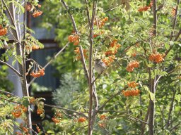 Photo Walk Allschwil; Friederike Gaiser